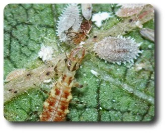 This lacewing larva has sharp sickle shaped jaws: the perfect utensils for enjoying a mealybug feast.