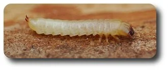 Although he is moving rather slow now, this darkling beetle larva will develop quickly when warmer temperatures return.