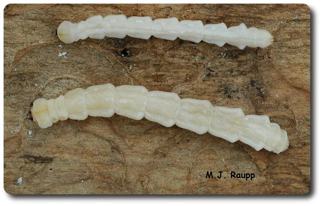 Legless EAB larvae like these two are easily moved in firewood, logs, or branches. Please be on the lookout for these in ash tress and obey the quarantine if you live in Prince George's, Charles County, or Howard County. 