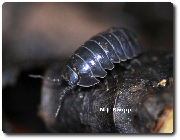 Isolabus Insect Discriminating detritivores: Pillbugs, Isopoda — Bug of the Week