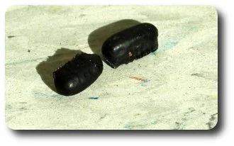 Oriental cockroaches deposit their egg cases on the ground near sources of food.
