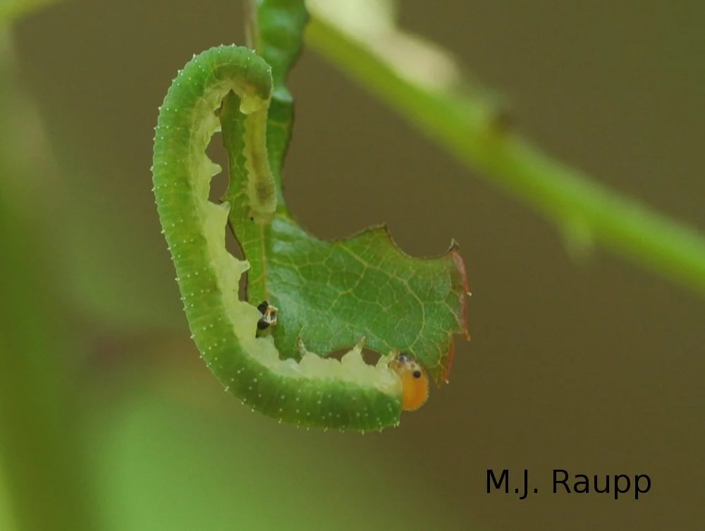 Not much left after the curled rose sawfly finishes a leaf. 