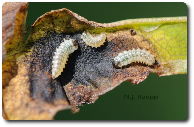 Leafminer larvae scramble for a place to hide when exposed to the sunlight. 