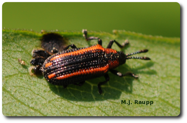 The female leafminer deposits eggs in small batches on the underside of a leaf. 
