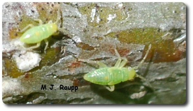 A pair of plant bug nymphs cavort on a twig. 