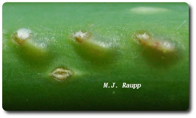 Tucked inside a branch these eggs will hatch next spring. 
