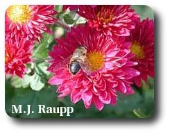 Adult flower fly on flowering perennials. They mimic bees and wasps.