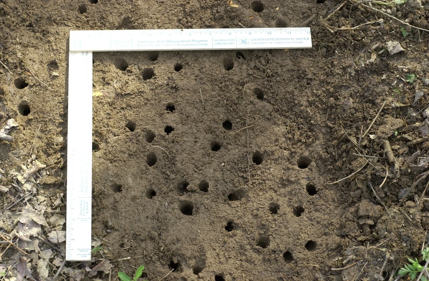 Earth riddled with holes in springtime is a sign of an impending cicada emergence. 