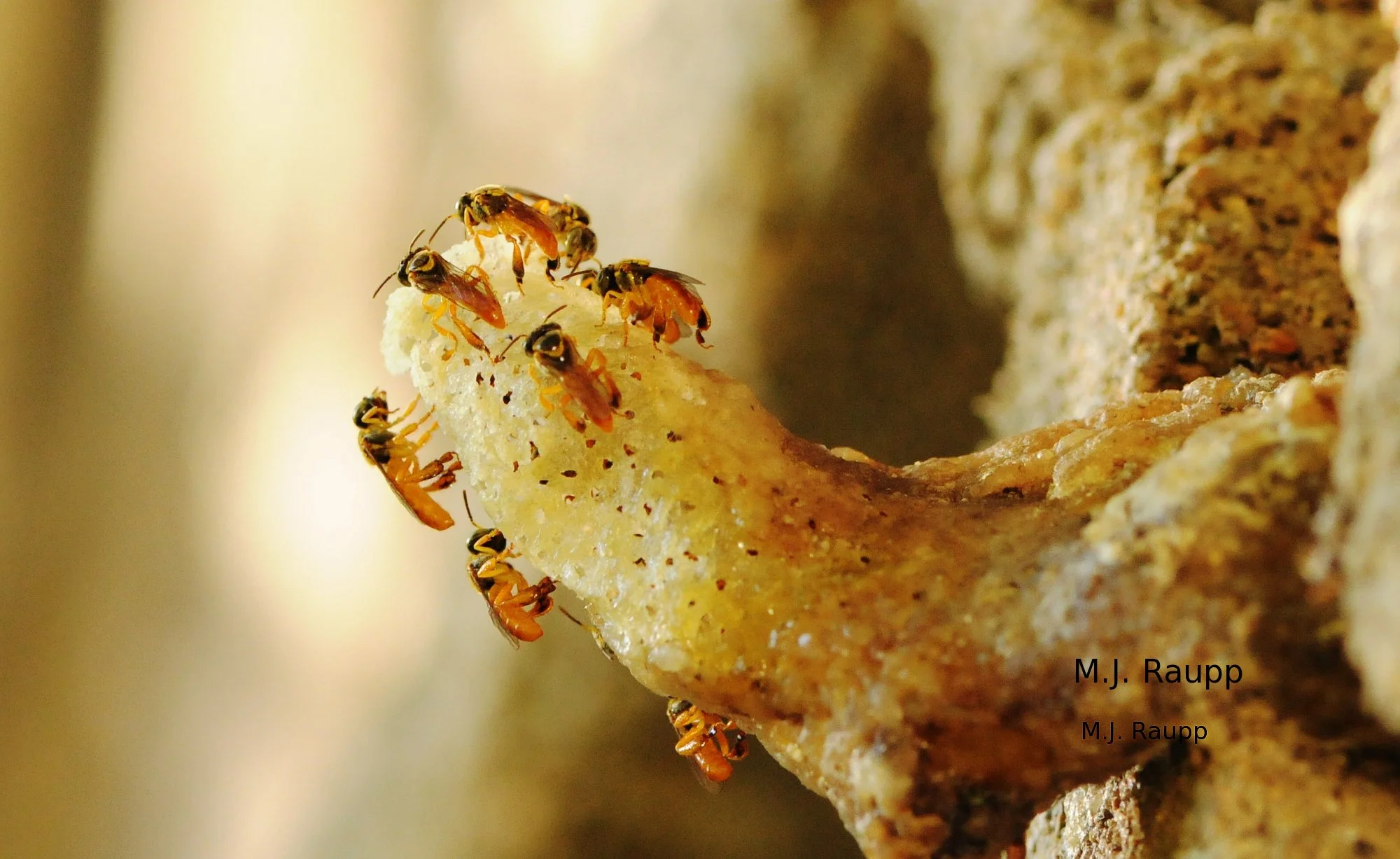 A waxy, horn-shapd entrance allows workers to keep out unwanted visitors.