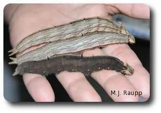 Orlando wrangles a handful of gorgeous owl caterpillars.