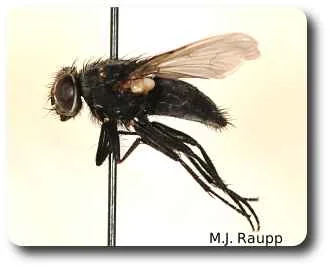 Some home invading flies dined on woodland fungi in autumn.