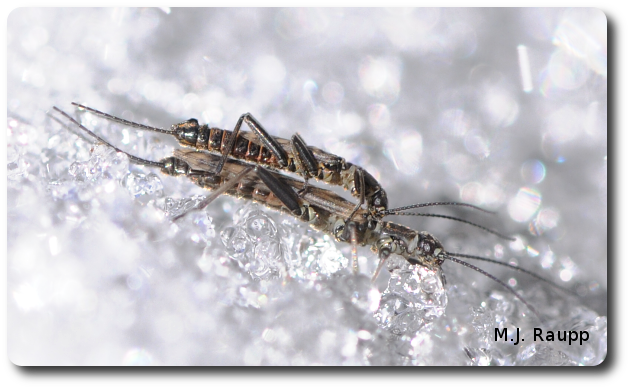 Romance on ice - Winter stoneflies, Family Taeniopterigidae — Bug of ...