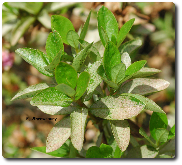 Feeding by azalea lace bug turned leaves of this azalea snowy white. 