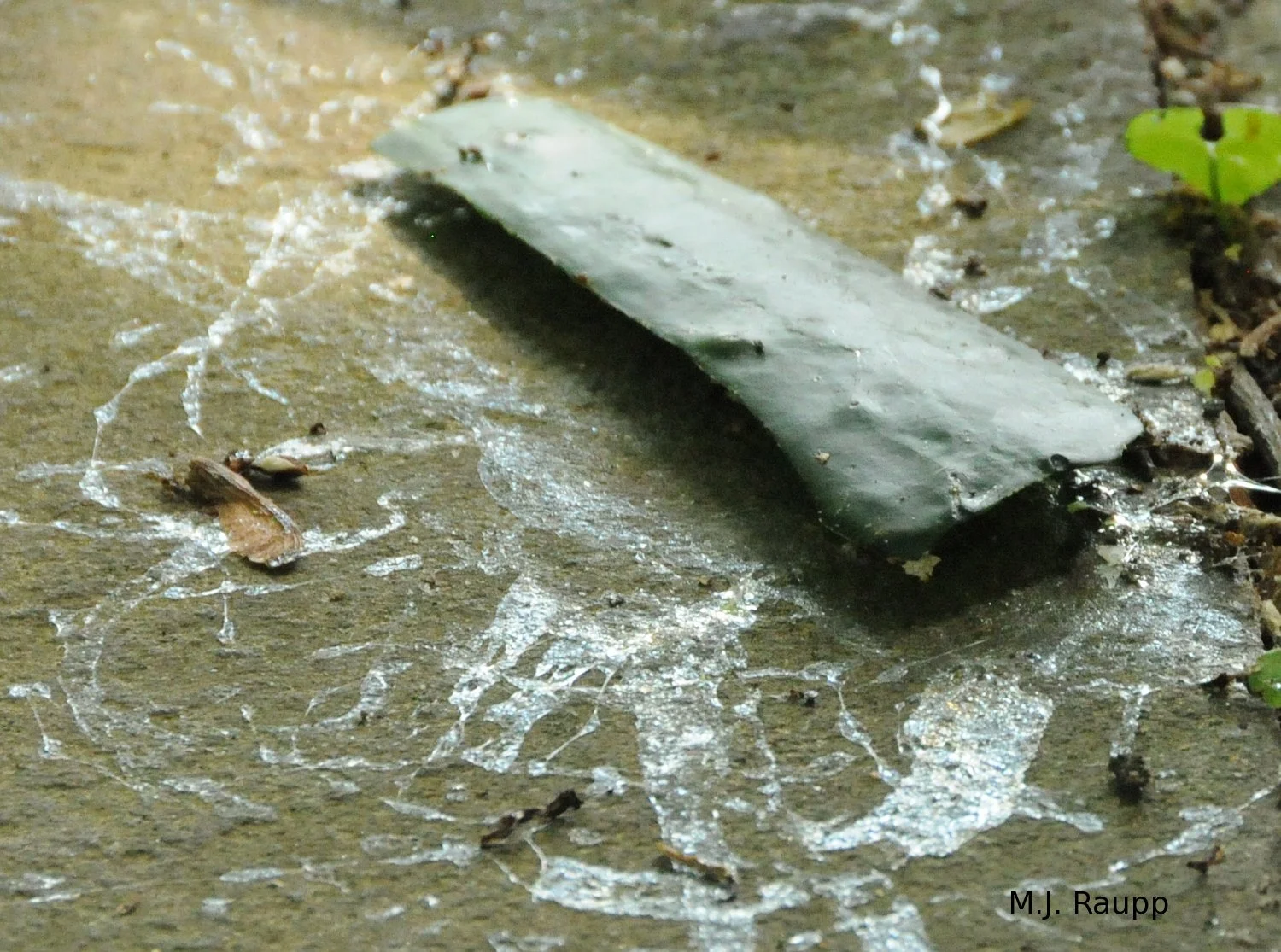 A fallen slice of cucumber is surrounded by slug trails in the morning. 