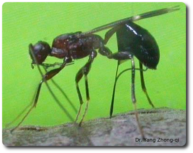When Spathius agrili locates an EAB larva beneath the bark, she deposits more than a dozen lethal eggs on its skin. Her youngsters consume and kill the developing EAB. Photo credit: Dr. Yang Zhong-qi