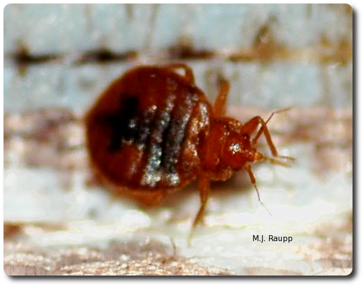 Bed bugs can drink four to six times their body weight in just a few moments. 