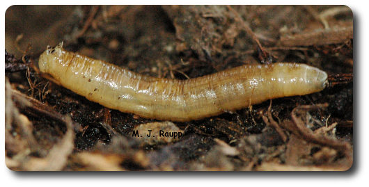 Crane fly larvae, called leather jackets, are found in rotting wood. 