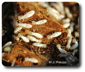 Eastern subterranean termites foraging on a piece of wood. Notice the soldier in the center of the picture with the huge head and large, powerful jaws surrounded by worker termites.