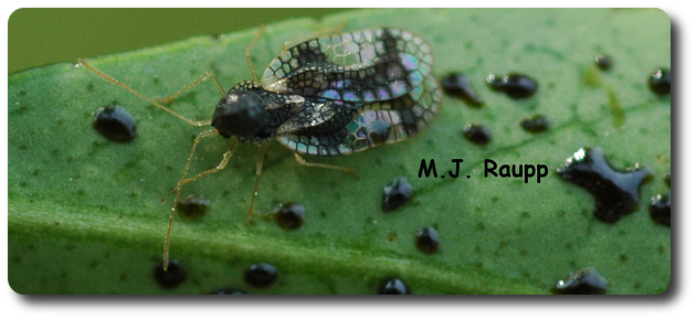 Fecal spots on the underside of leaves are a sure sign of lace bugs such as this gorgeous andromeda lace bug. 