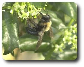 Female Carpenter Bee.