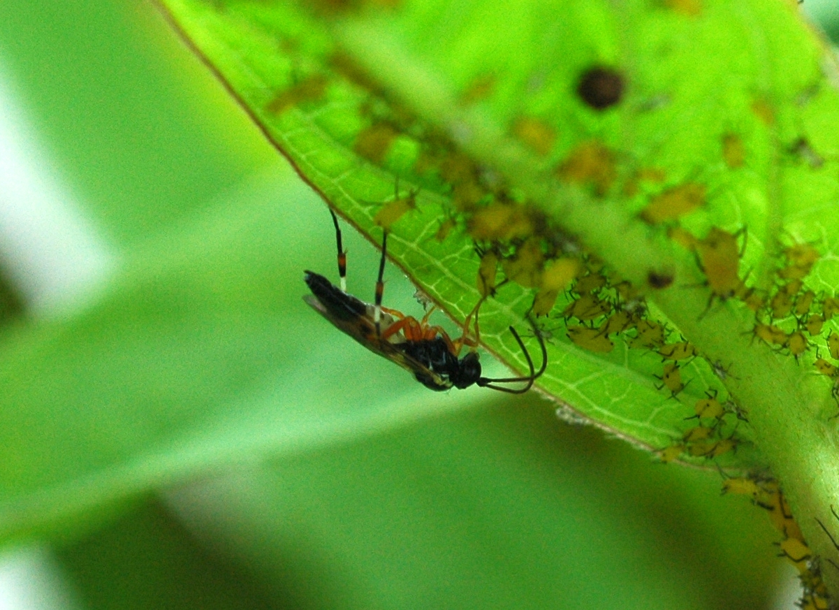 A beneficial parasitic wasp stops by a leaf for a quick carbohydrate fix. 