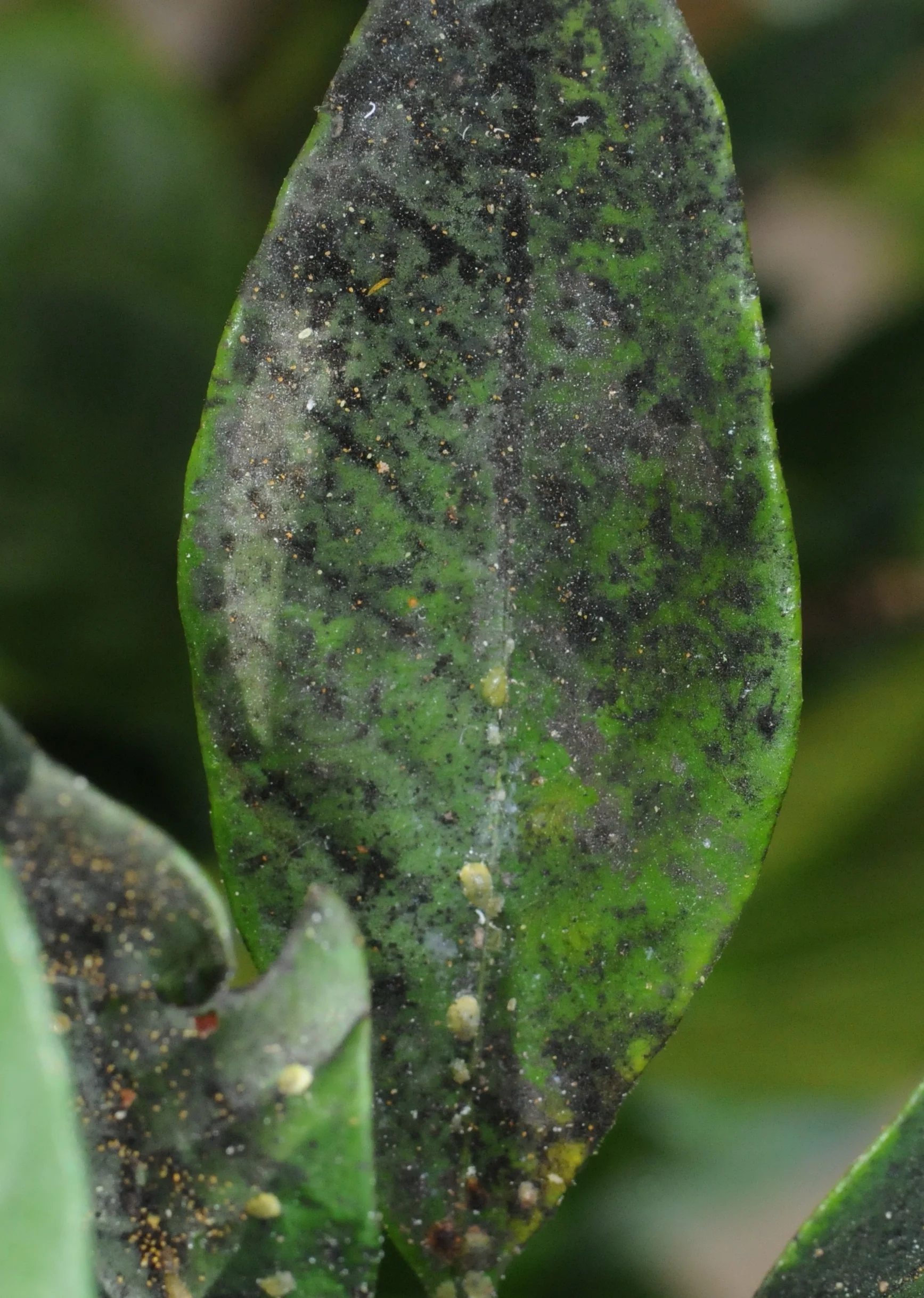 Honeydew serves as the substrate for an ugly leaf-coating fungus called sooty mold. 