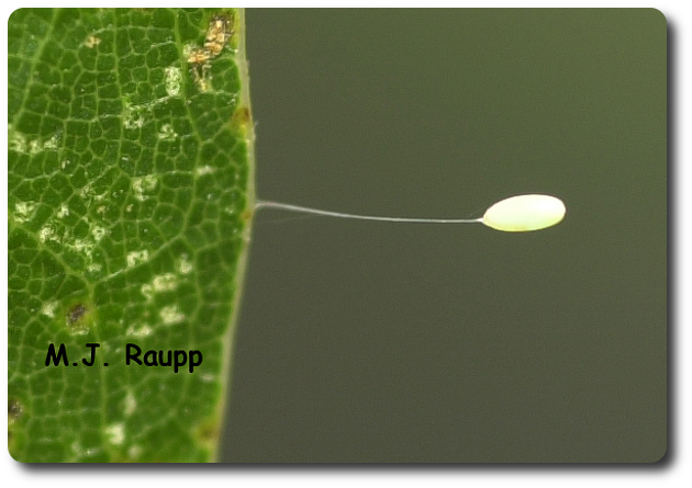 Aphid lions – Chrysopidae (MISSING VIDEO) — Bug of the Week