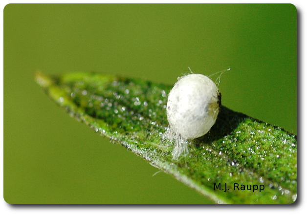 Lacewings pupate in silken spheres attached to the leaf's surface. 