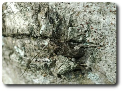 Can you find the beetle in this picture?