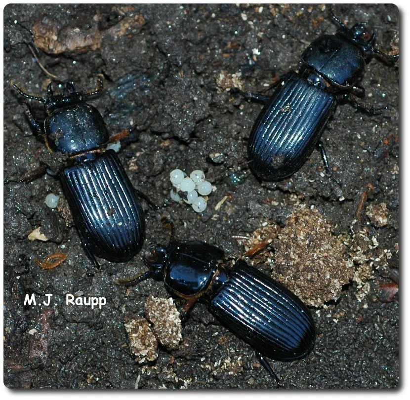 Faith and buggora - Bess beetles, Odontotaenius disjunctus — Bug of the ...