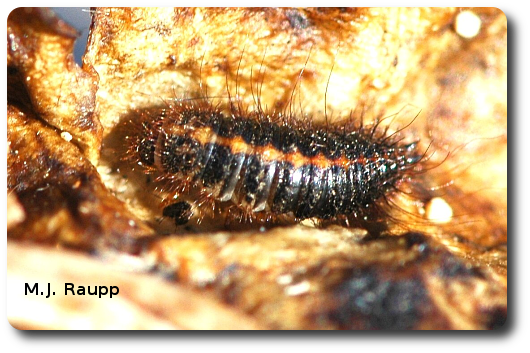 A very hairy larva of a dermestid beetle was discovered inside the decomposing carcass of a squirrel.