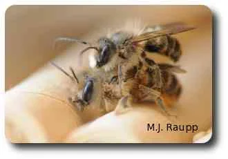 Male mason bees guard their mates from interlopers.