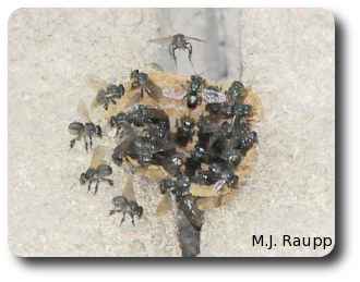 These bees mounted a powerful attack when curious humans ventured too near.