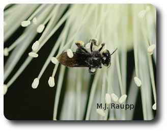 Foraging workers gather nectar and pollen from many kinds of plants.