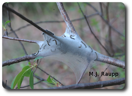 As caterpillars grow, they construct tents on larger branches near the trunk of the tree. Small and sometimes even large trees may be stripped by hungry tent caterpillars.