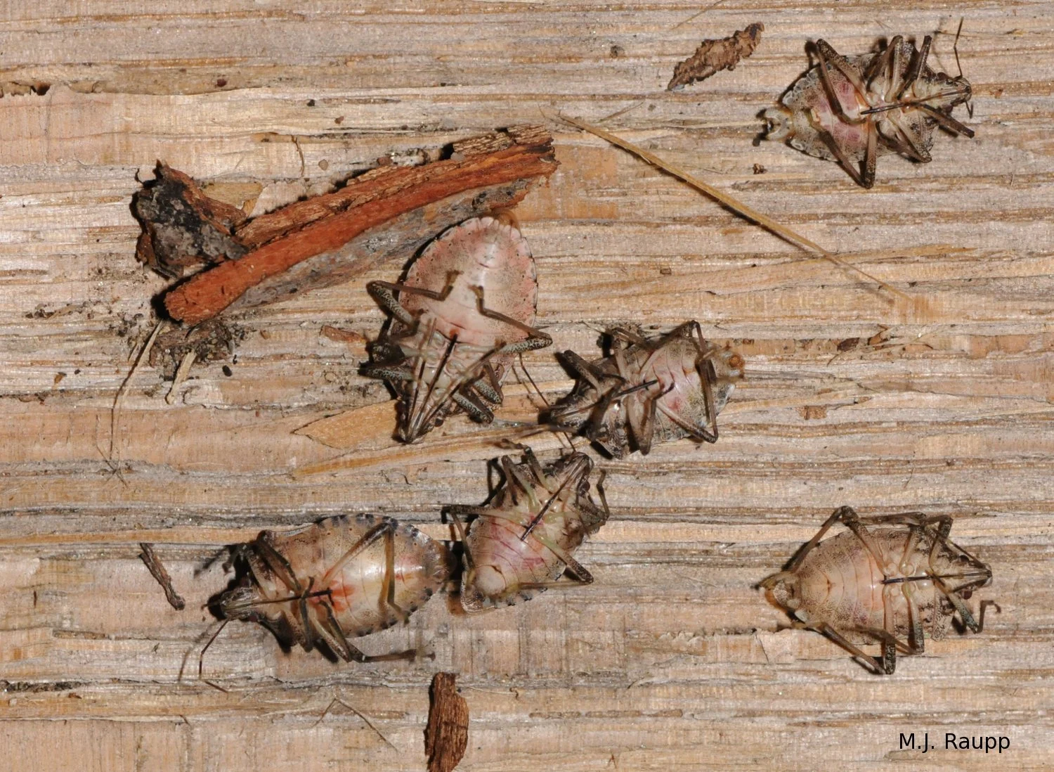 The wake up call for stink bugs Halyomorpha halys — Bug of the Week