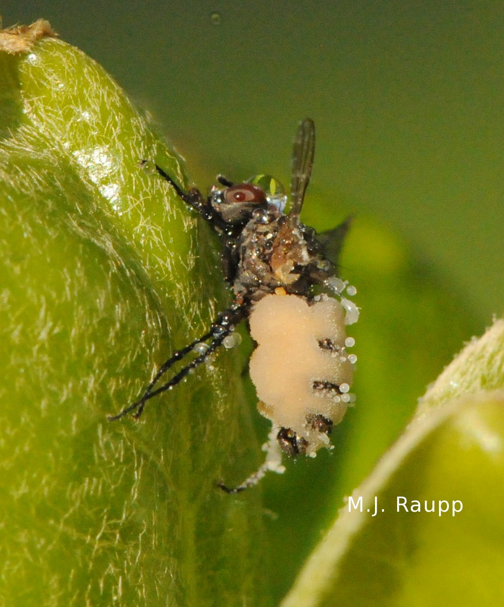 Dead flies - seed corn maggot, Delia platura — Bug of the Week