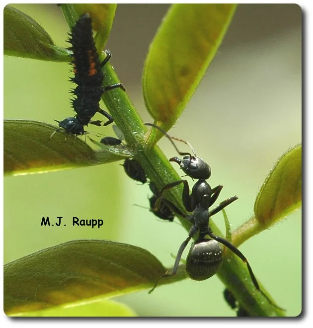 With jaws agape the field ant prepares to attack the ladybug intruder. 