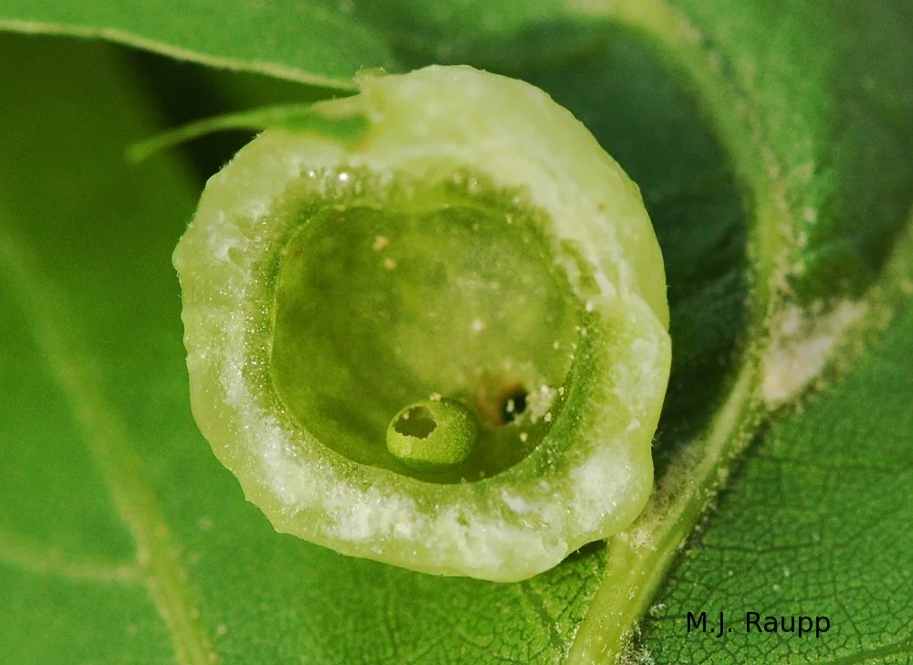 Gall darn it! Gall insects on hickory, oak, and elm, Phylloxera ...