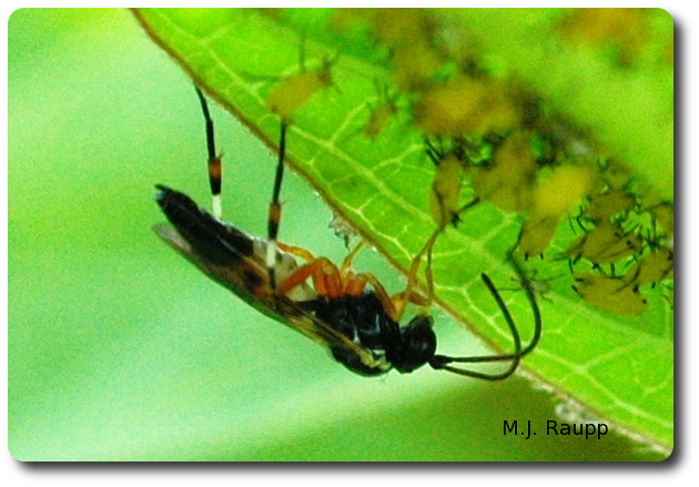 A beneficial parasitic wasp stops by a leaf for a quick carbohydrate fix. 