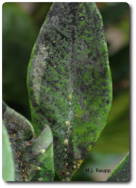 Honeydew serves as the substrate for an ugly leaf-coating fungus called sooty mold. 
