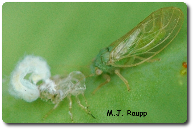 A young psyllid adult rests after escaping from the skin it wore as a nymph. See the wax on the shed skin.