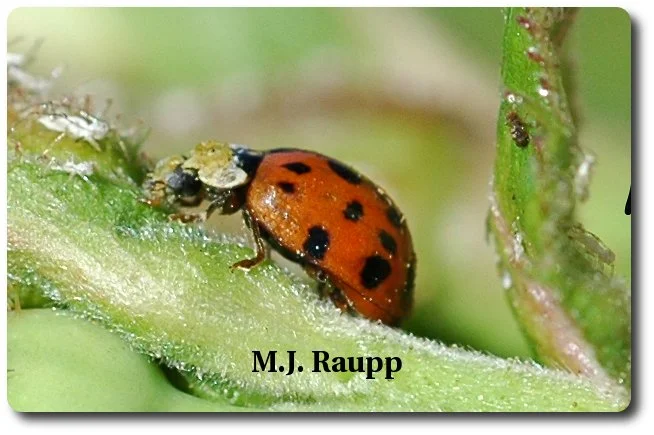 This Asian multicolored ladybug will turn plump, juicy aphids into dozens of beetle eggs. 