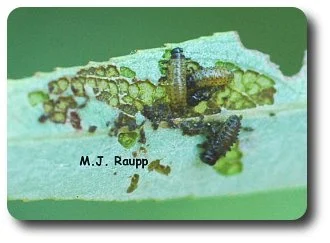A small herd of willow beetle larvae skelotonize the undersurface of a leaf.