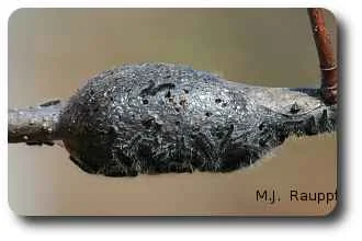 More than 300 tiny eastern tent caterpillars may hatch from a single egg mass laid the previous year.