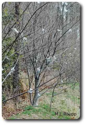 Small and sometimes even large trees may be stripped by hungry tent caterpillars.