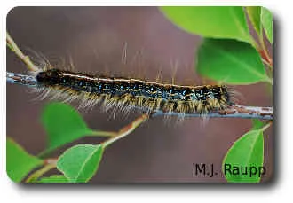 The eastern tent caterpillar is a beautiful beast with blue stripes and patches on the side and a white stripe down the center of the back.