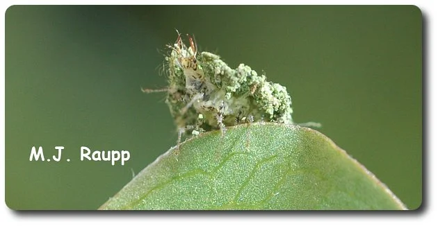 You can see the ferocious jaws of the lacewing larva beneath its coat of plant debris.