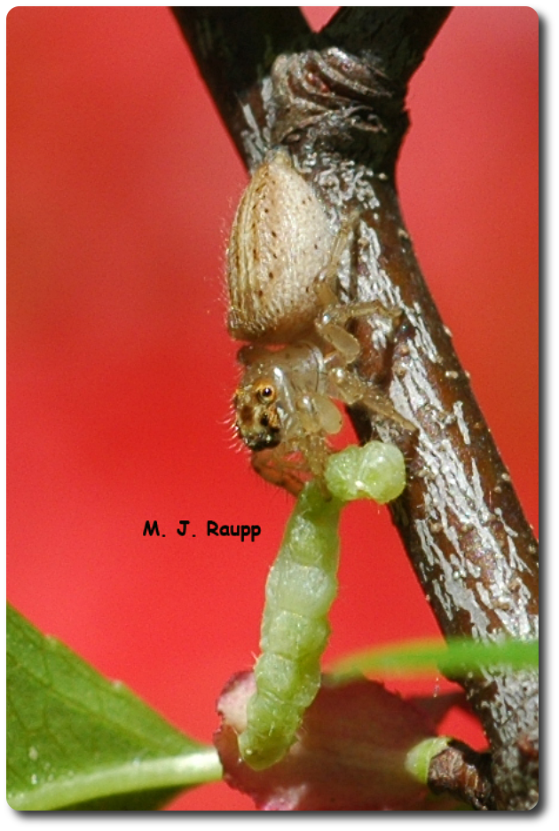 Jumping Spiders: The Care & Keeping of 8-legged Cats - Chasing Bugs