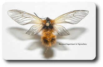 Adult moths fly in autumn and mimic wasps.